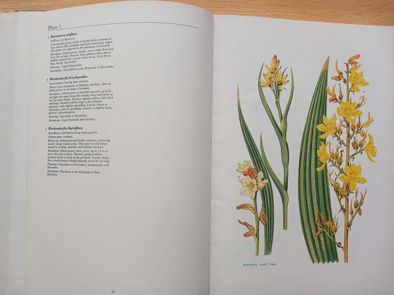 Spring and Winter Flowering Bulbs of the Cape