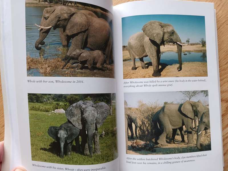 The Elephants and I - Pursuing a dream in troubled Zimbabwe