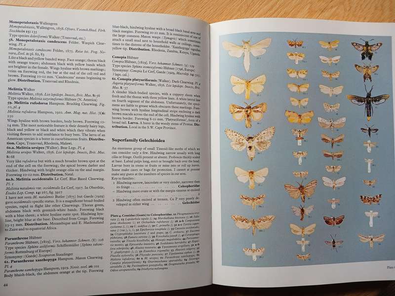 Moths of Southern Africa by E.C.G. Pinhey
