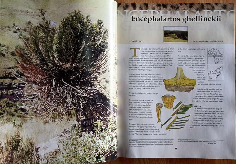 Cycads of Africa Volume I by Douglas Goode