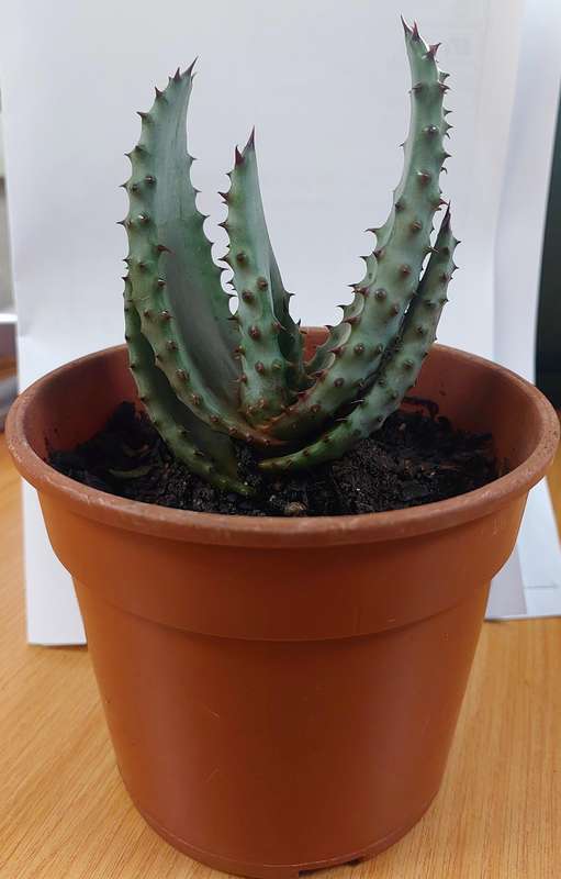 Aloe Marlothii