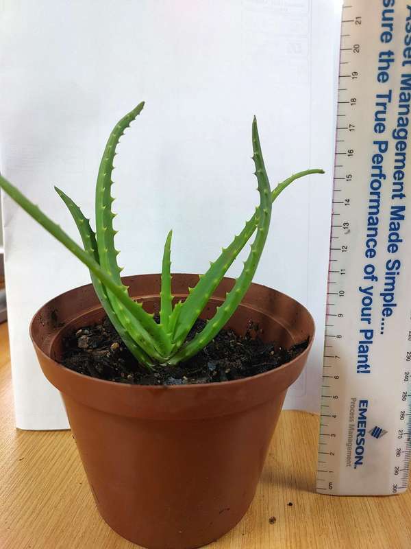 Aloe Africana