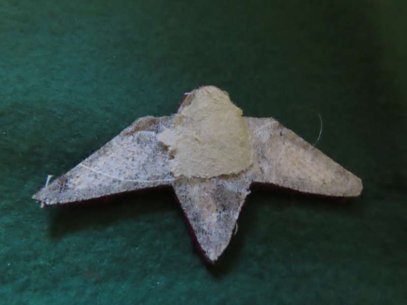Homelands - Bophutatswana - Border War - Special Force - Officers Badge