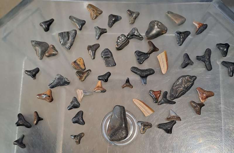 50 x different fossilised Shark teeth.
