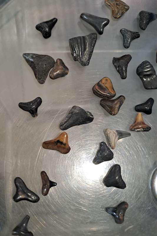 50 x different fossilised Shark teeth.