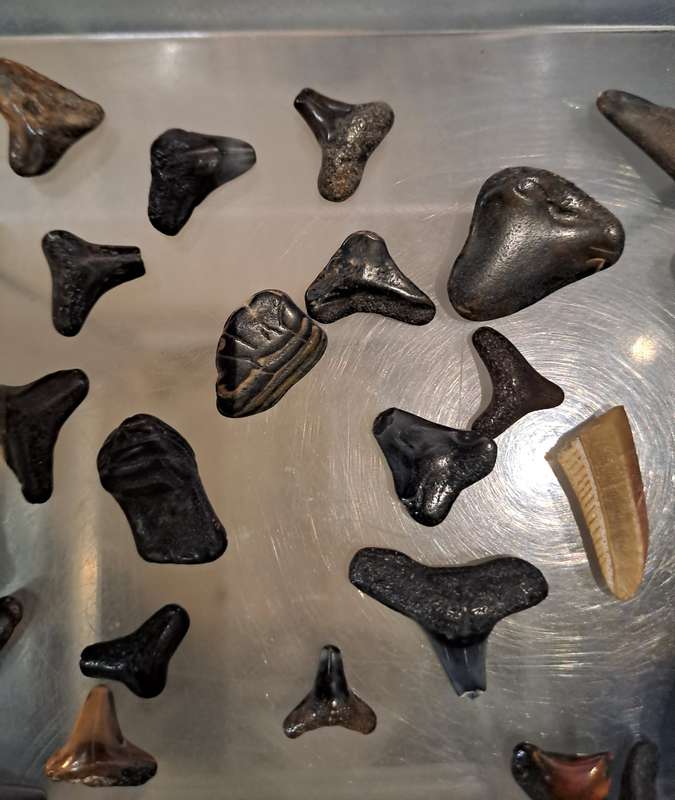 50 x different fossilised Shark teeth.