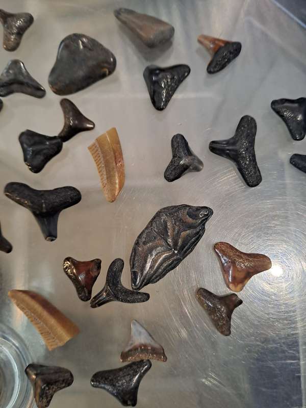 50 x different fossilised Shark teeth.