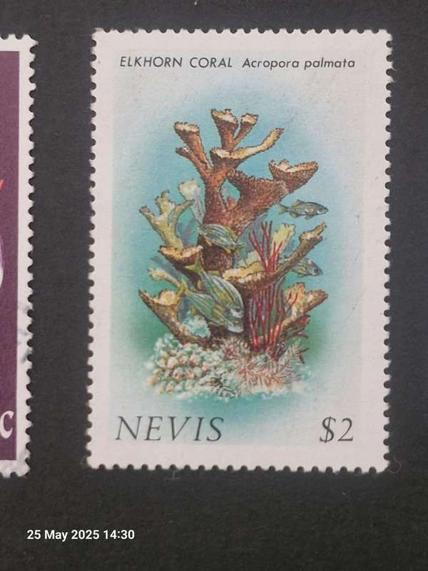 BATCH OF 4 NEVIS STAMPS INCLUDING 1867 QUEEN VICTORIA 1 PENNY STAMP, SPECIMEN STAMP & OFFICIAL STAMP