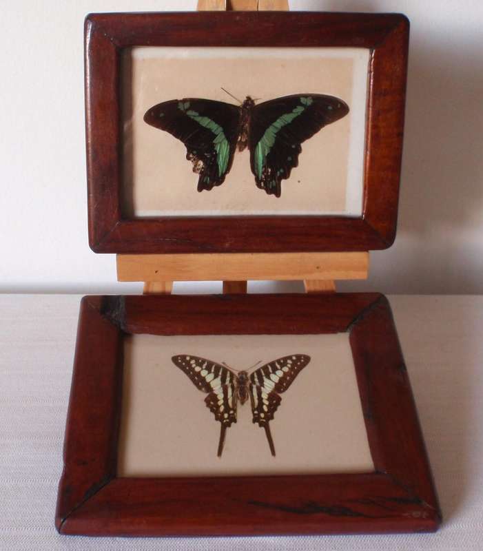 Vintage, 2 Butterflies in frames. Repurposed Rhodesian teak (railroad sleepers) frames. Collectors