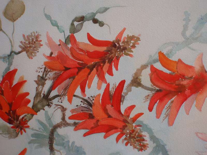African Coral Tree - stunning original Edna Bloch watercolour.