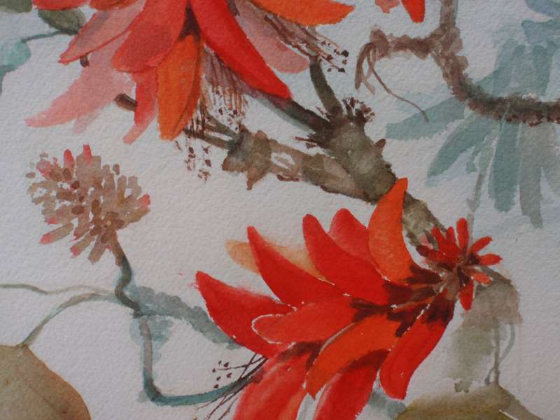 African Coral Tree - stunning original Edna Bloch watercolour.
