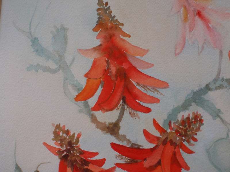 African Coral Tree - stunning original Edna Bloch watercolour.