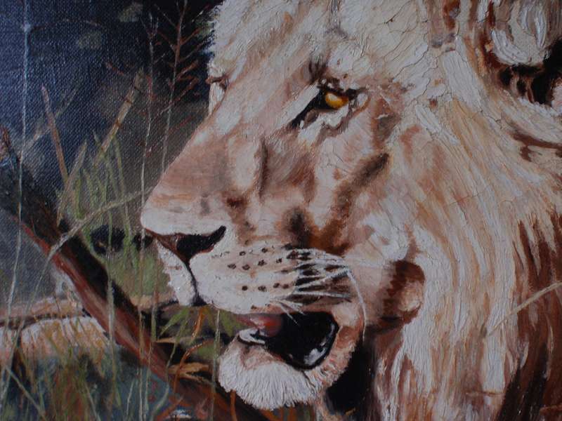 Majestic Lion- original painting, beautifully framed-fabulous statement piece of Big Five
