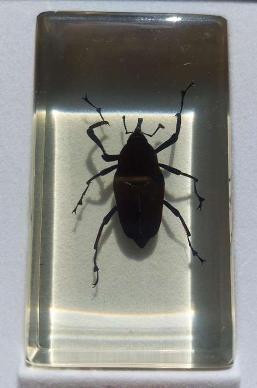 Set of 15 Insects in Resin  National Geographic  In Sturdy Display Case  Set 1 of 2