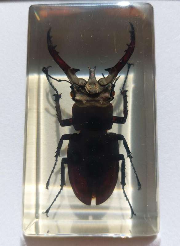 Set of 15 Insects in Resin  National Geographic  In Sturdy Display Case  Set 1 of 2