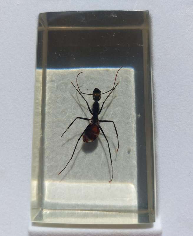 Set of 15 Insects in Resin  National Geographic  In Sturdy Display Case  Set 1 of 2