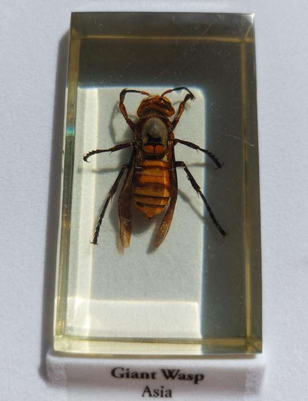 Set of 15 Insects in Resin  National Geographic  In Sturdy Display Case  Set 1 of 2