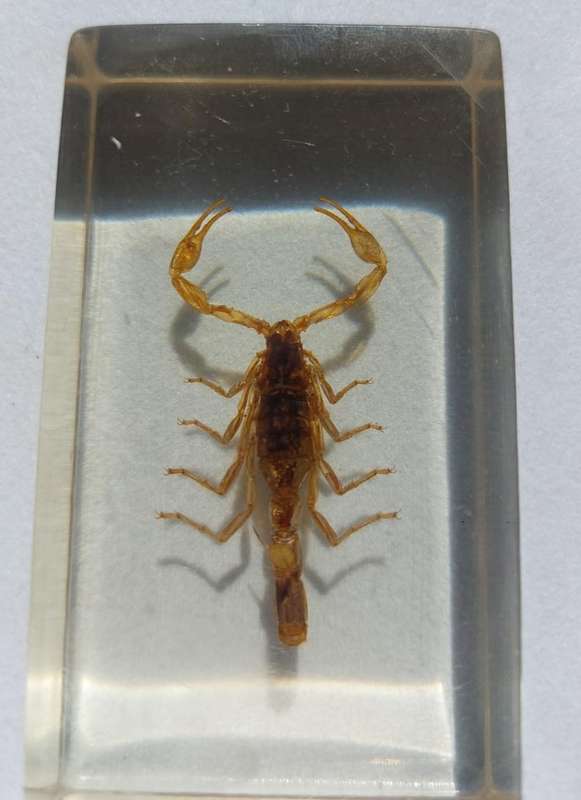 Set of 15 Insects in Resin  National Geographic  In Sturdy Display Case  Set 1 of 2