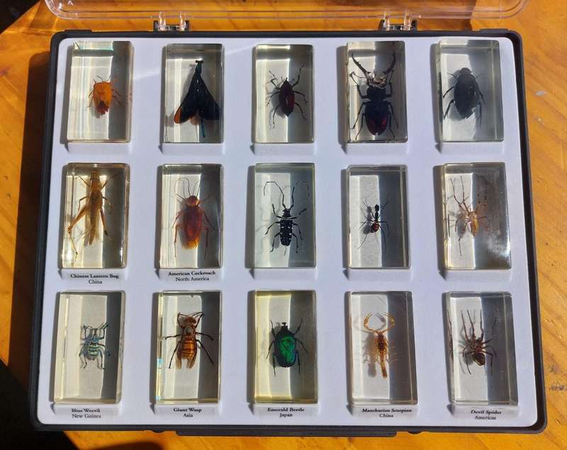 Set of 15 Insects in Resin  National Geographic  In Sturdy Display Case  Set 1 of 2