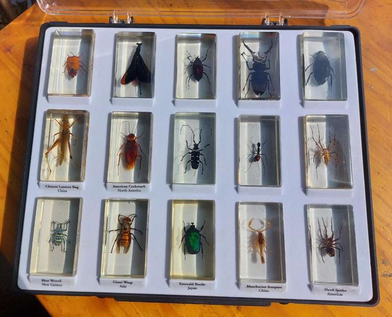 Set of 15 Insects in Resin  National Geographic  In Sturdy Display Case  Set 1 of 2