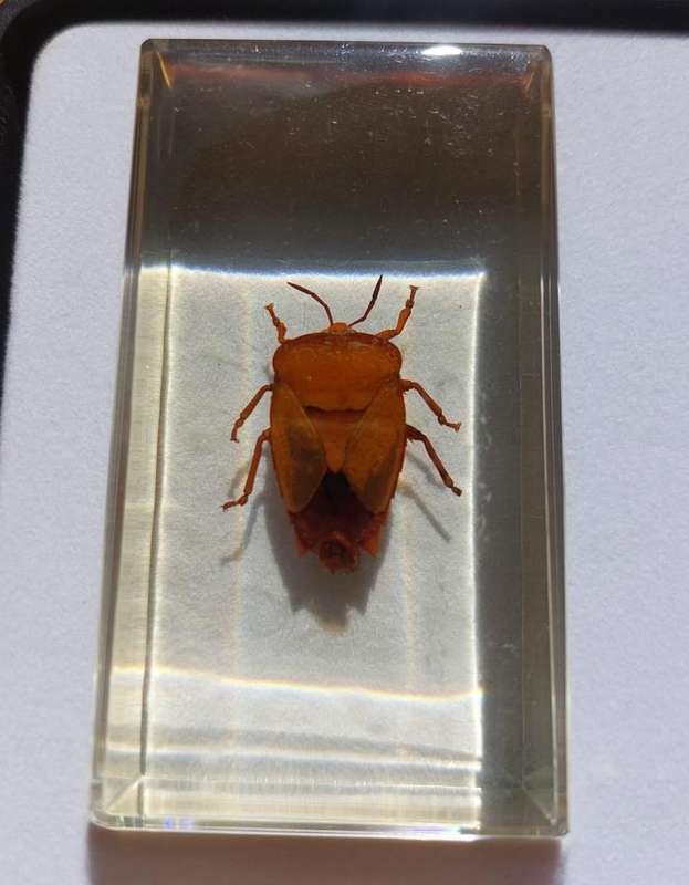 Set of 15 Insects in Resin  National Geographic  In Sturdy Display Case  Set 1 of 2