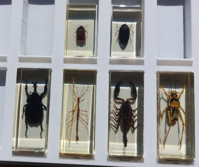 Set of 6 Insects (4 Large) in Resin  National Geographic  In Sturdy Display Case  Set 2 of 2