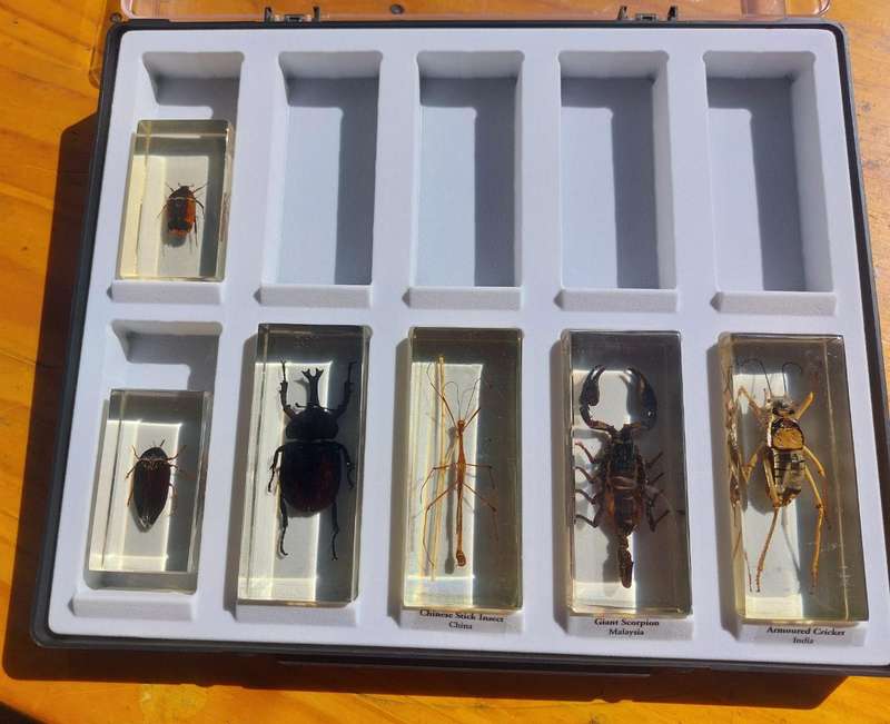 Set of 6 Insects (4 Large) in Resin  National Geographic  In Sturdy Display Case  Set 2 of 2