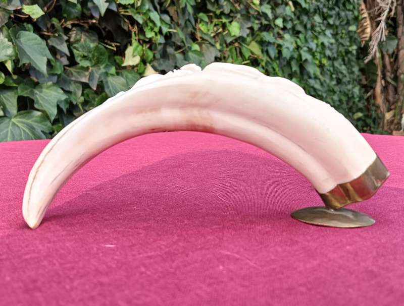 Beautifully Hand Carved Warthog Tusk With Brass Mount