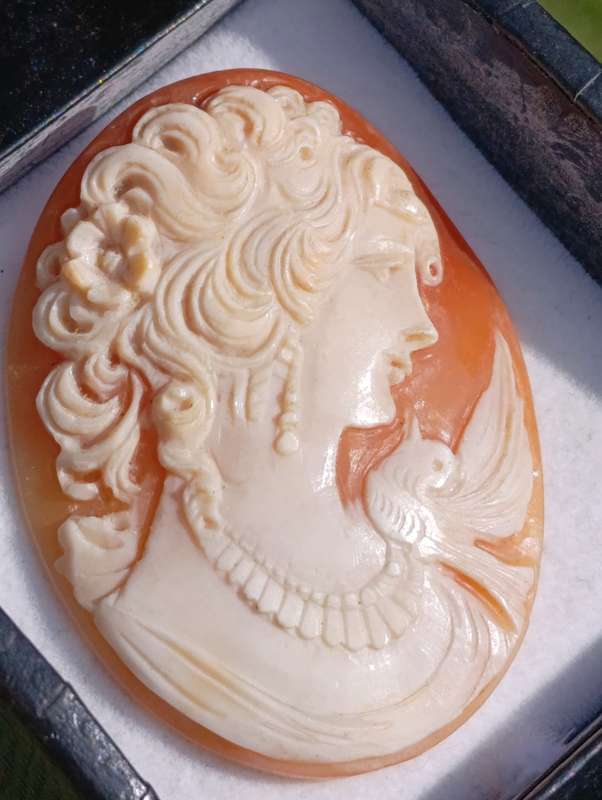 Genuine Large Shell Cameo