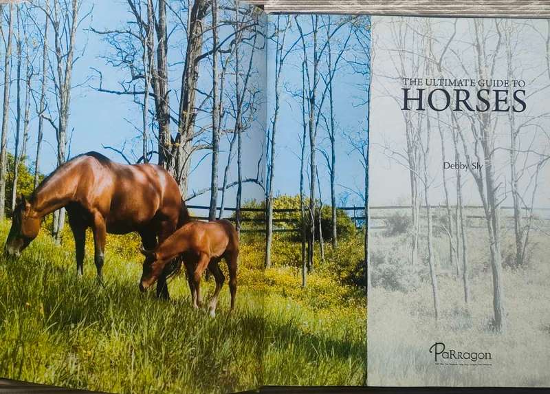The Ultimate Guide to Horses