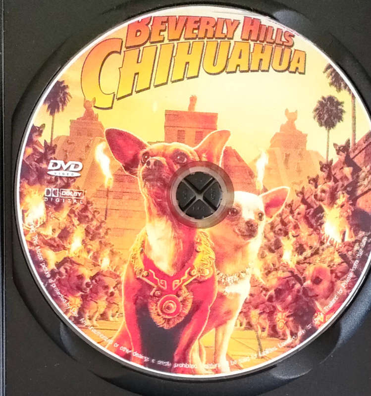 Beverly Hills Chihauhau