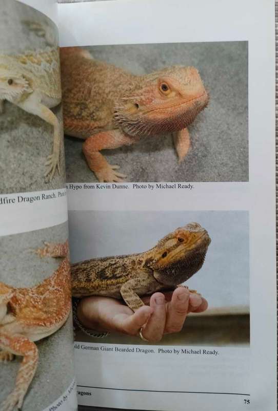 Bearded Dragons in Captivity