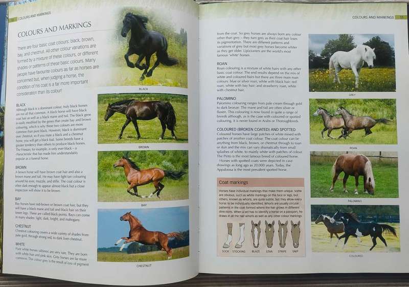 The Ultimate Guide to Horses