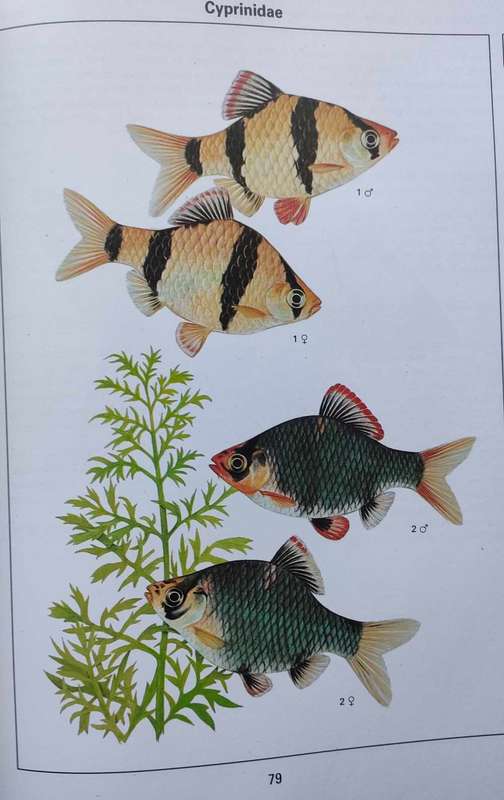 Aquarium Fish of the World