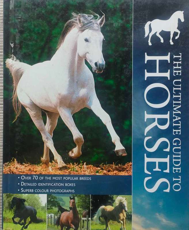 The Ultimate Guide to Horses