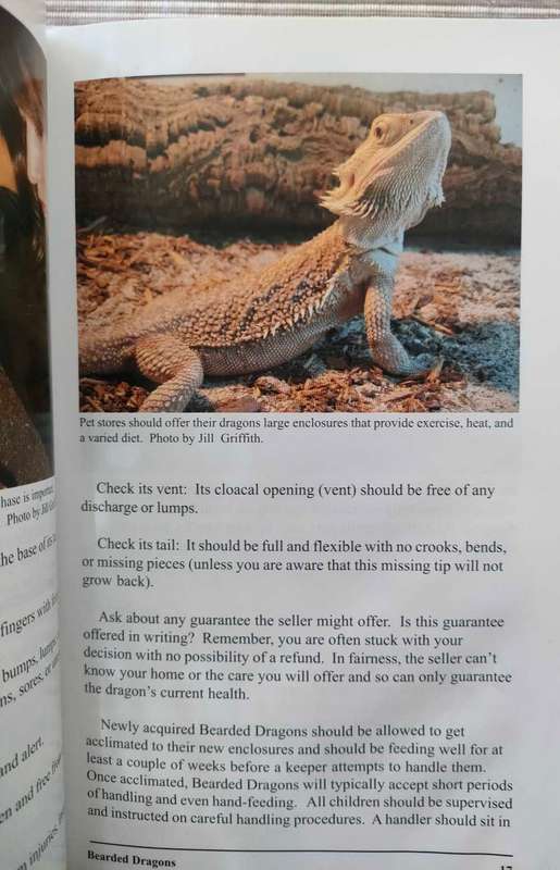 Bearded Dragons in Captivity