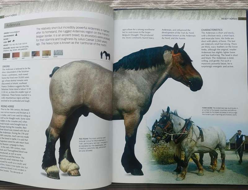 The Ultimate Guide to Horses