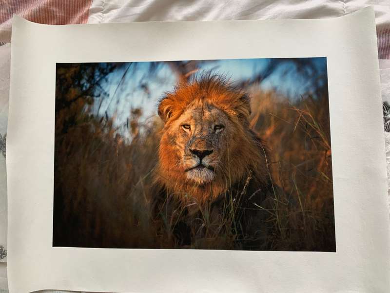 LONDOLOZI FINE ART PRINT MAJESTIC LION BY GREG DU TOIT 41 X 30cm