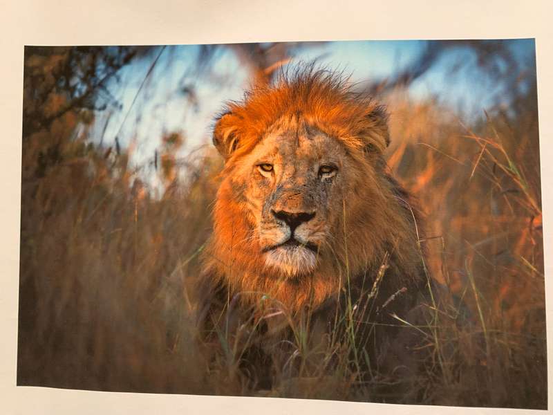 LONDOLOZI FINE ART PRINT MAJESTIC LION BY GREG DU TOIT 41 X 30cm