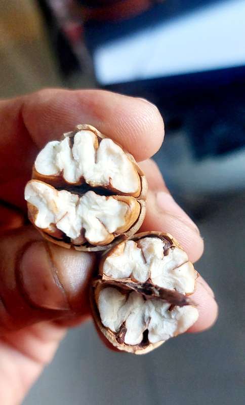 MANAGED to source more PECANS