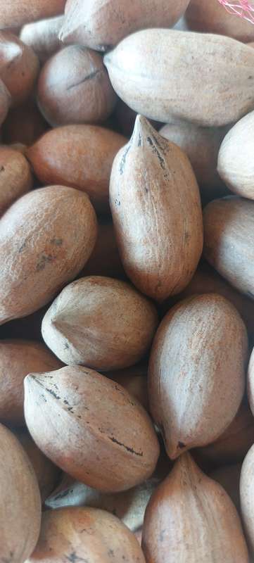 MANAGED to source more PECANS