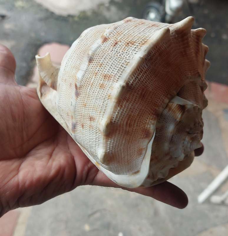 LARGE SEA SHELL