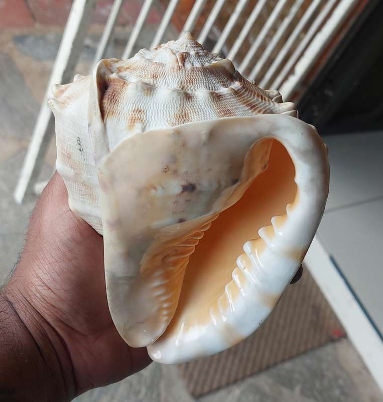 LARGE SEA SHELL