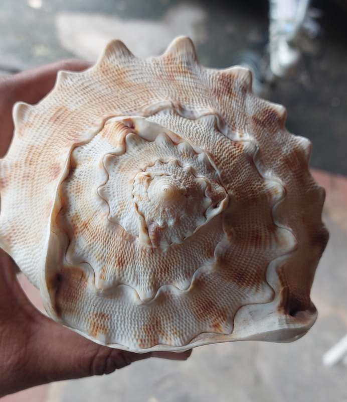 LARGE SEA SHELL