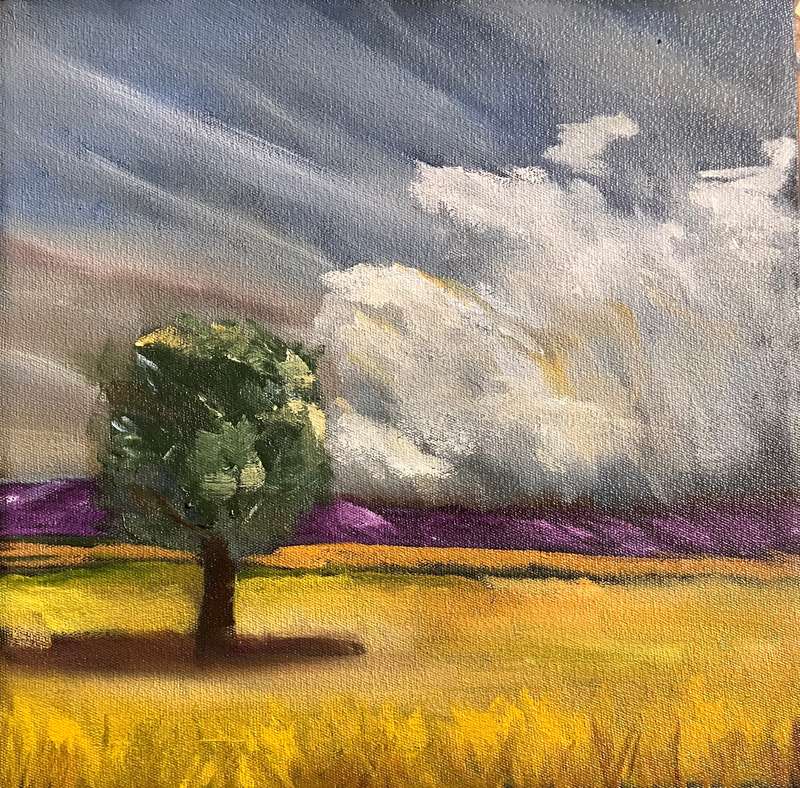 Canola fields 1