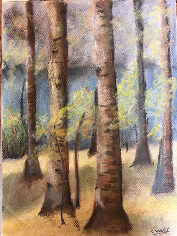 Birch trees
