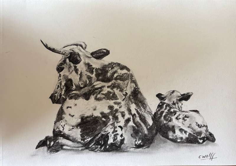 Mother and calf