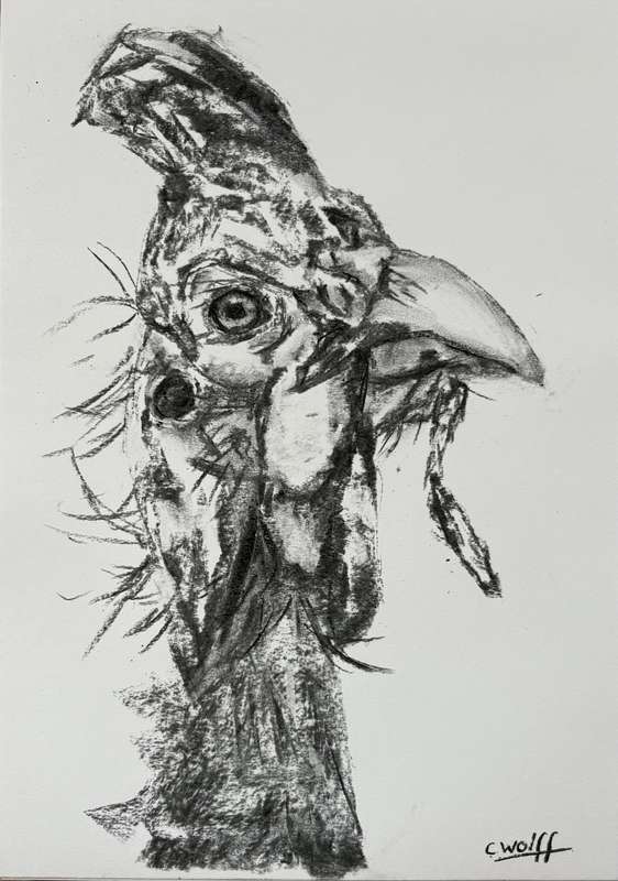 Guinea fowl