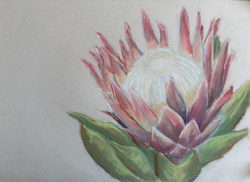 Pastel protea