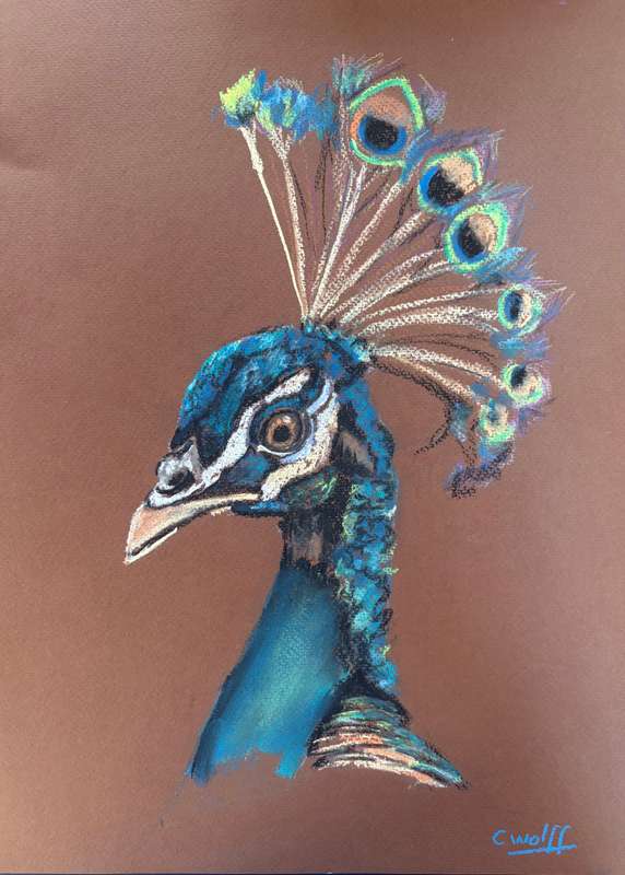Peacock